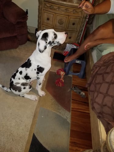 Customer photo review of White Grape Recovery Oil