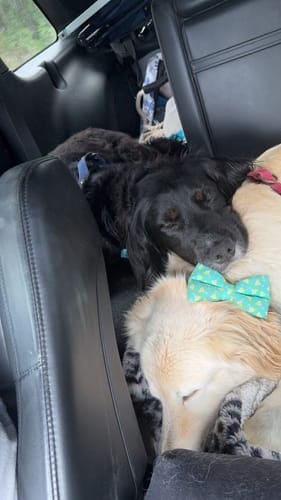 Customer photo review of Beach Bum Bow Tie for Dog and Cat Collar