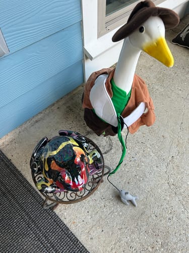 Customer photo review of Gradient Rainbow Poison Dart Frog