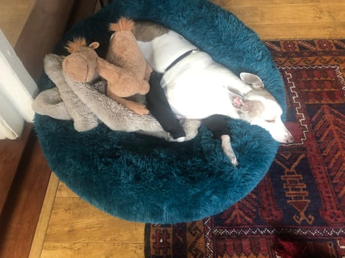 Customer photo review of Super Plush Donut Bed