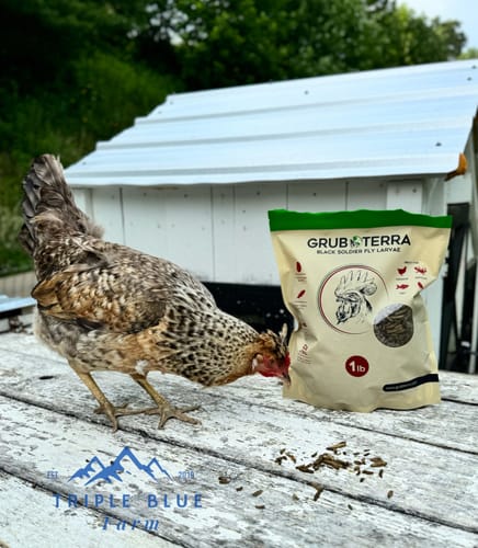 Customer photo review of GrubTerra Dried Larvae Sample