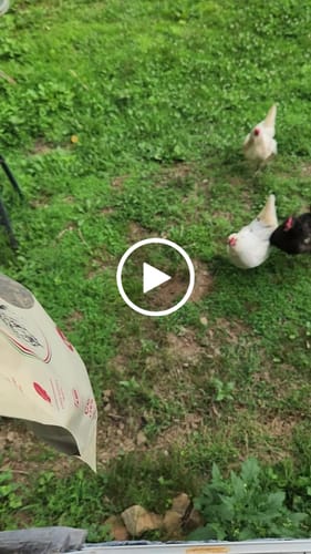 Customer video review of GrubTerra Dried Larvae Sample