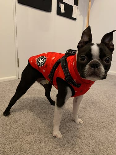 Customer photo review of Dog Coat - Winter Dog Jacket Australia