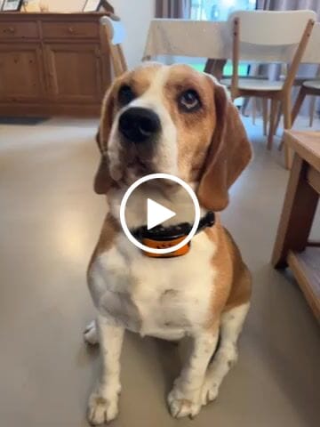 Customer video review of Collier Anti Aboiement PuppySafe