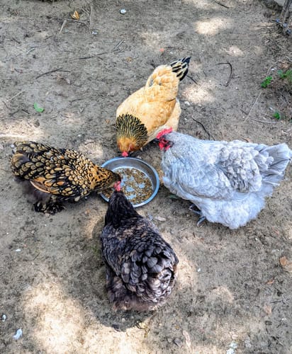 Customer photo review of GrubTerra Dried Larvae Sample