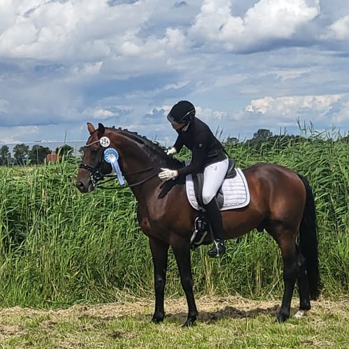 Customer photo review of Strotonin Horse Support