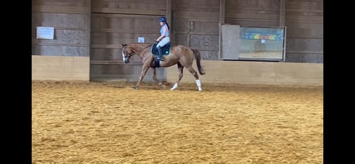 Customer photo review of Braided sidepull