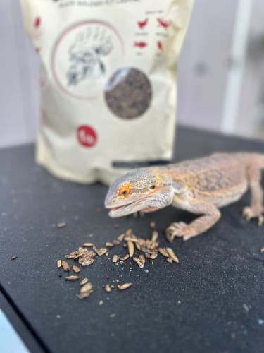 Customer photo review of GrubTerra Dried Larvae Sample