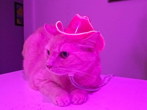 Customer photo review of Mini Neon Cowboys® Hat for Cats