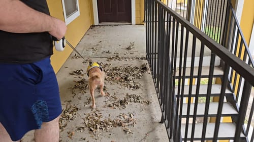 Customer photo review of FIDA AutoBrake Leash