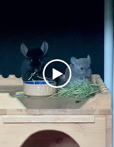 Customer video review of Orchard Hay Box