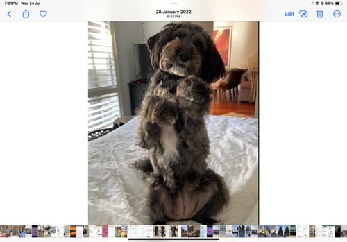 Customer photo review of Aussie Beef Puffs (High value treats)