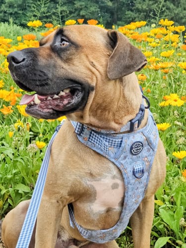 Customer photo review of Disney© Tough Trails™ Harness - Bambi + Friends Blue