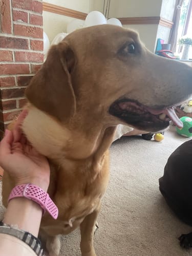 Customer photo review of FIDA Heavy Duty Dog Collar