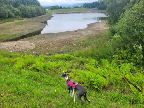 Customer photo review of Sighthound Escape Proof Harness