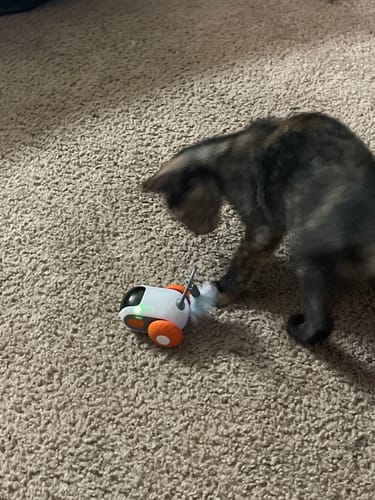 Ke'mari S. review of TURBO TAIL 2.0 image 1 out of 2