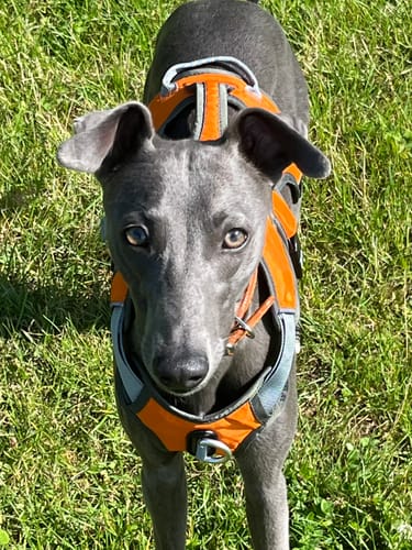 Customer photo review of Sighthound Escape Proof Harness