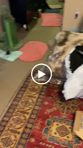 Customer video review of Interactive Bird Simulation Cat Toy Set