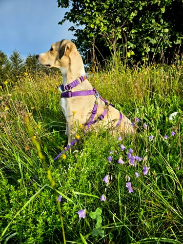 Customer photo review of Premium Sicherheitsgeschirr gepolstert, Panikgeschirr