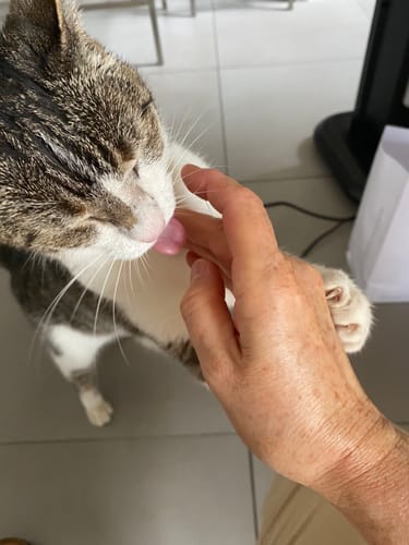 Avis photo d'un client sur Croquettes Chat Stérilisé Sans Céréales - Poulet