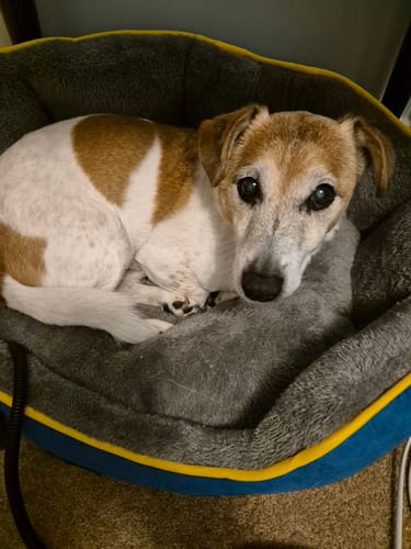 Customer photo review of PaWz Electric Pet Heater Bed Thermal Protection