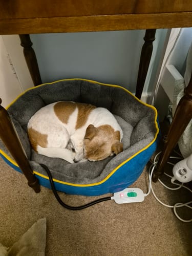 Customer photo review of PaWz Electric Pet Heater Bed Thermal Protection
