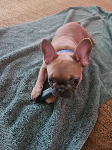 Customer photo review of BLUEBERRY YAK CHEWS