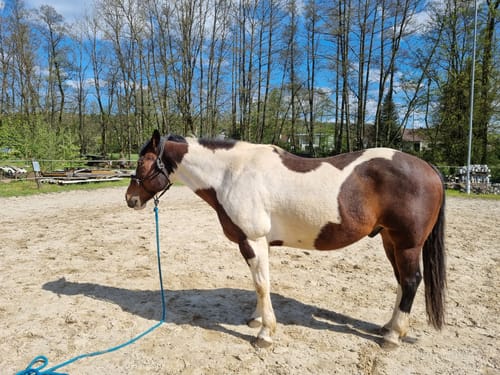 Customer photo review of Strotonin Horse Support
