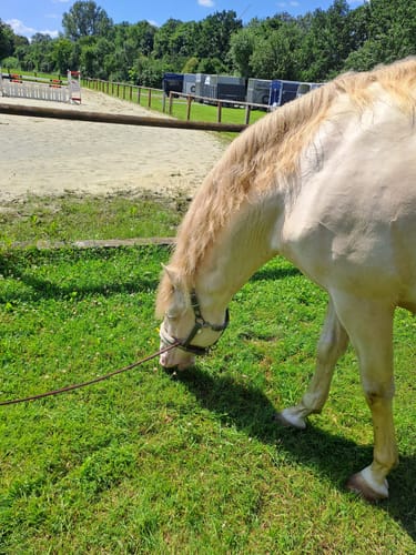 Customer photo review of Strotonin Horse Support
