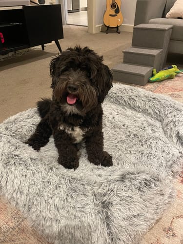 Customer photo review of PaWz Premium Pet Orthopaedic Bed