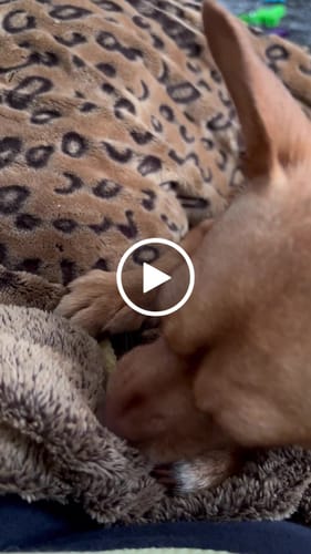 Customer video review of BANANA YAK CHEWS