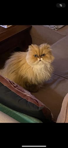 Avis photo d'un client sur Croquettes Chat Stérilisé Sans Céréales - Poulet