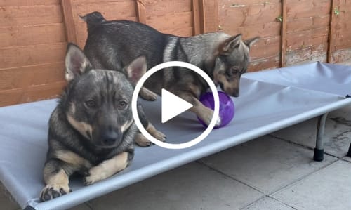 Customer video review of Heavy Duty Silver Mesh Cover