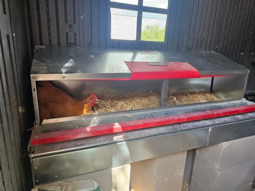 Customer photo review of Large (54") - Reversible Rollout Nest Box (Up to 52 Hens) - Backordered (Expected to ship July - 10th)