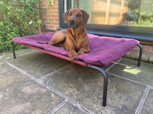 Customer photo review of HiK9 Bed with Mulberry Canvas Cover