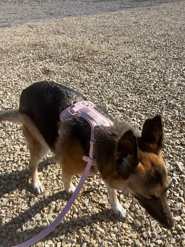 Customer photo review of Solace 6-IN-1 Hands Free Waterproof Leash