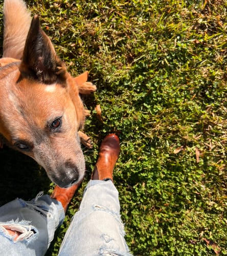Customer photo review of Somerford Chelsea Boots Tan