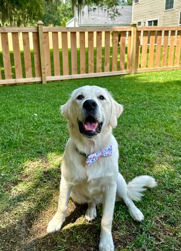 Breanna R. review of Fourth of July Stars Bow Tie for Dog Collar or Cat Collar image 1 out of 1