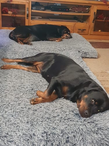 Customer photo review of PaWz Premium SuperMat Calming Bed