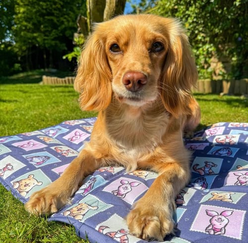 Customer photo review of Disney© Travel Mat - Winnie + Friends