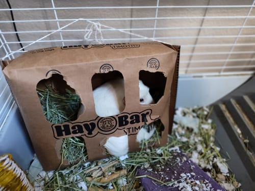 Customer photo review of Timothy Hay Bar for Guinea Pigs (5 Pack)