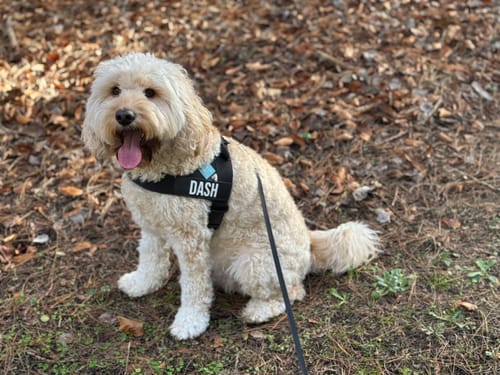 Customer photo review of Dog Harness