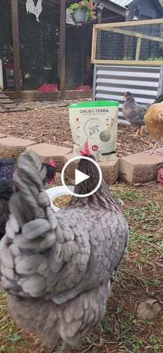 Customer video review of GrubTerra Dried Larvae Sample