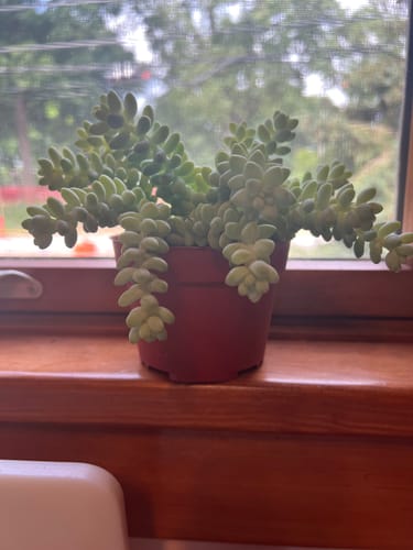 Customer photo review of Donkey's Tail | Sedum Burrito