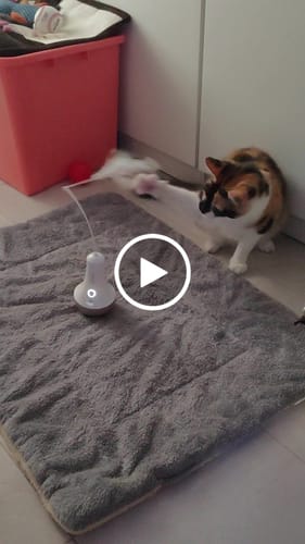 Customer video review of Roly Poly Cat Toy