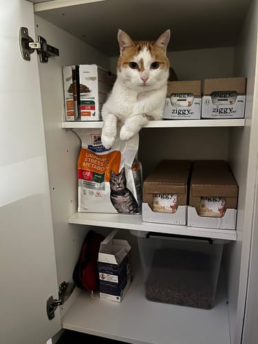 Avis photo d'un client sur Pâtée Chat Stérilisé Sans Céréales - Poulet