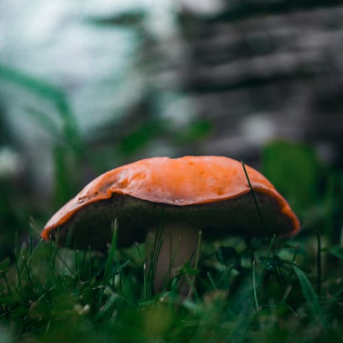 Customer photo review of Dark Woods Lightroom Presets Pack