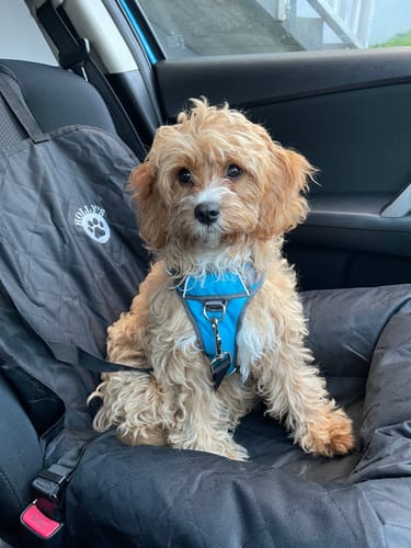 Customer photo review of Car Seat Cover