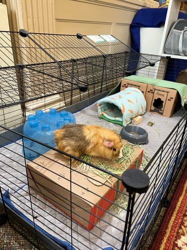 Customer photo review of Timothy Hay Box for Guinea Pigs (3 Pack)