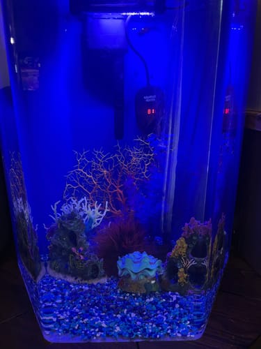Customer photo review of Koi Nemo Female Betta Fish Sorority | Successful Sorority Pack